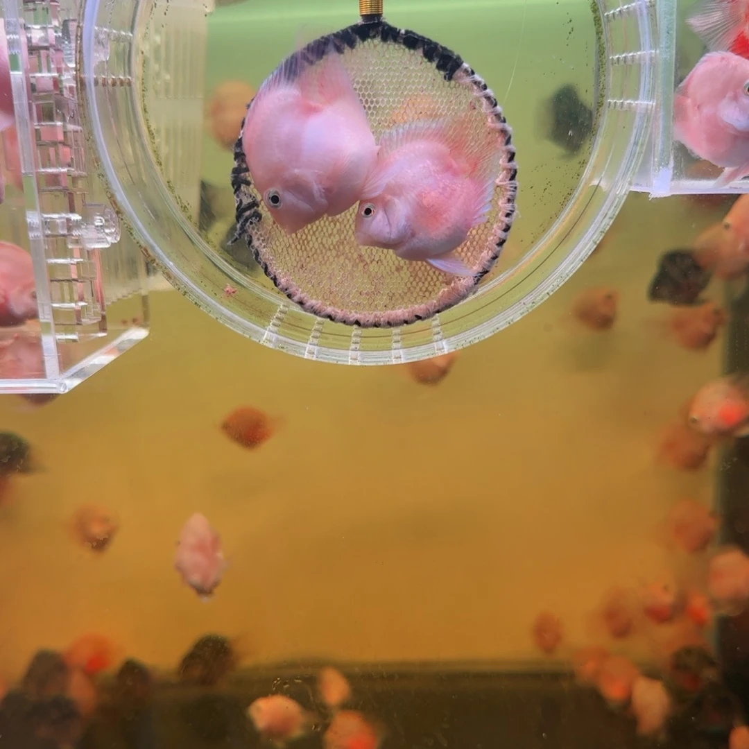 鹦鹉鱼胭脂粉一对