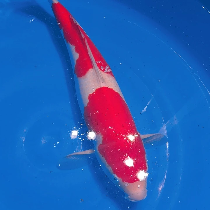 锦鲤板井米兰小姐红白