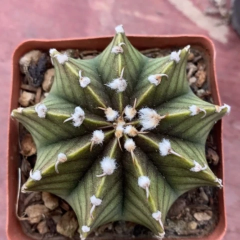 肋骨牡丹6仙人球