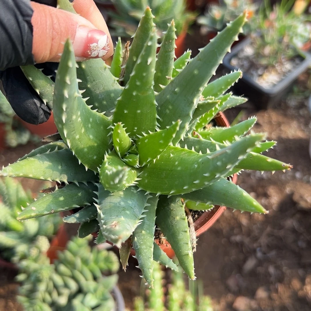 多肉植物短叶姬龙山