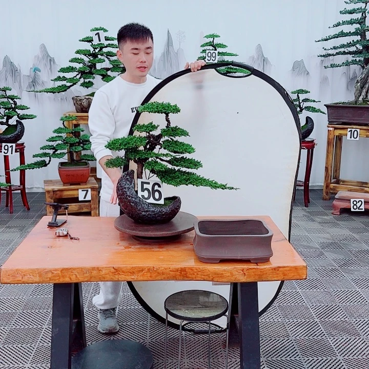 无花朵松柏盆景，一物一拍