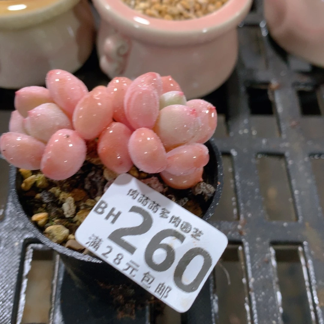 肉萌萌5cm拇指盆精控多肉BH260