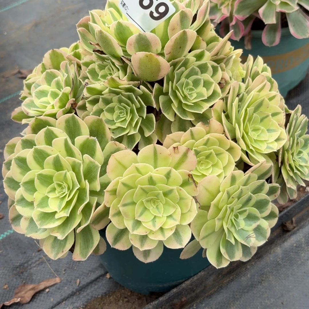 169粉雨芙蓉多肉植物