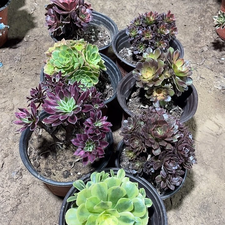 617多肉植物瑕疵特价，