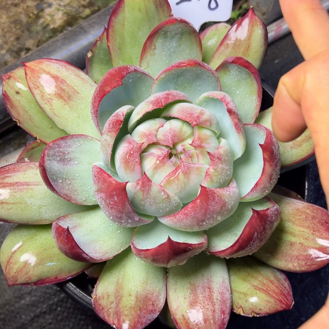 守***敏218号惊鸿仙子多肉植物45