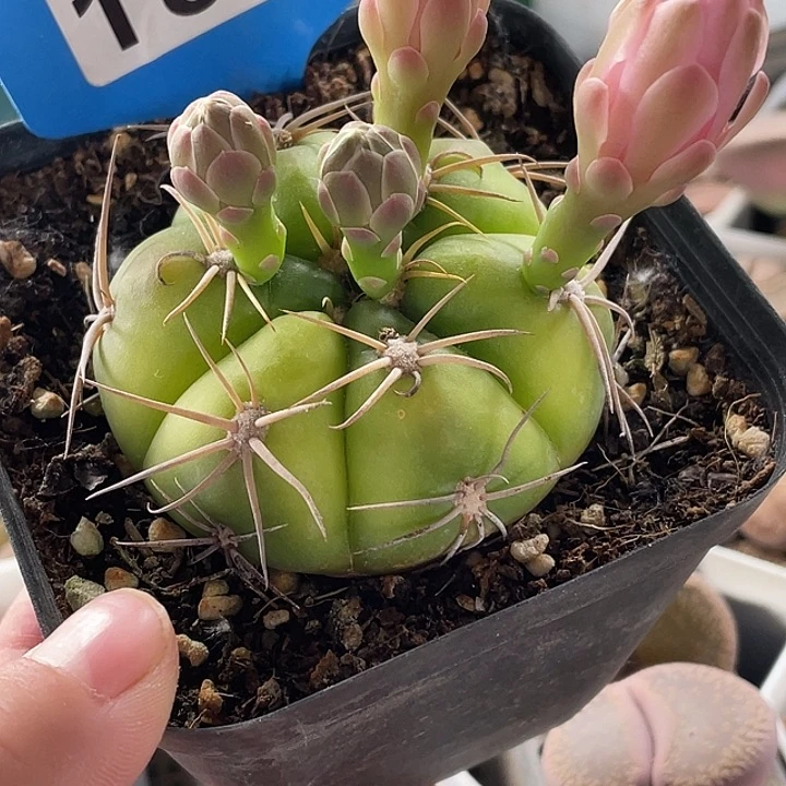 完全开放海王丸180脱土发货