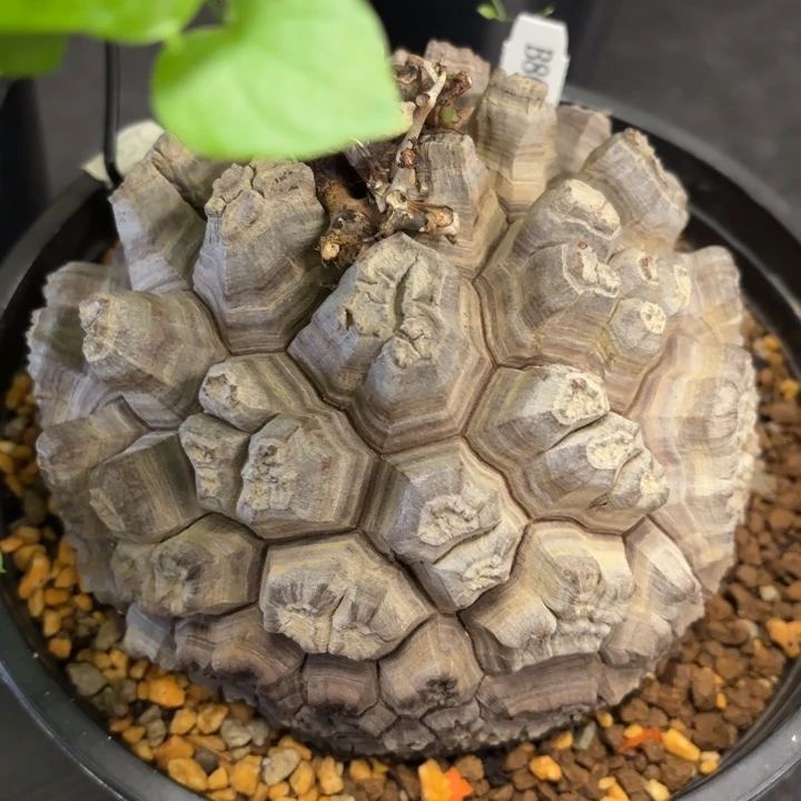 3号日系龟甲龙带盆包邮