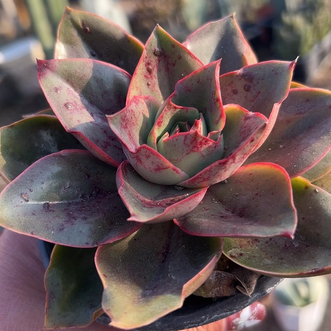 多肉植物大河之舞