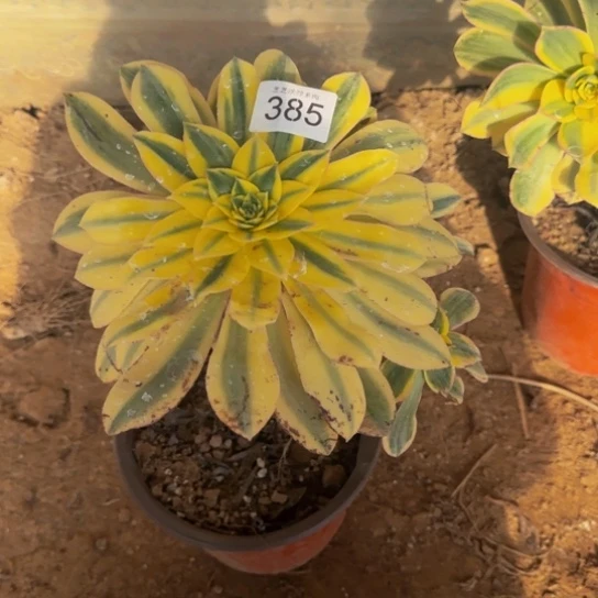 灿烂9号棚385多肉植物