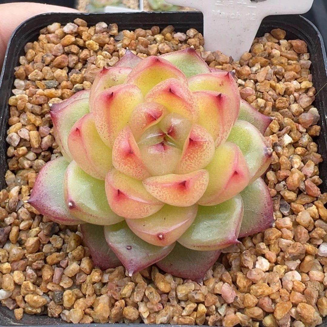 755号空灵珍妮 晗雨多肉