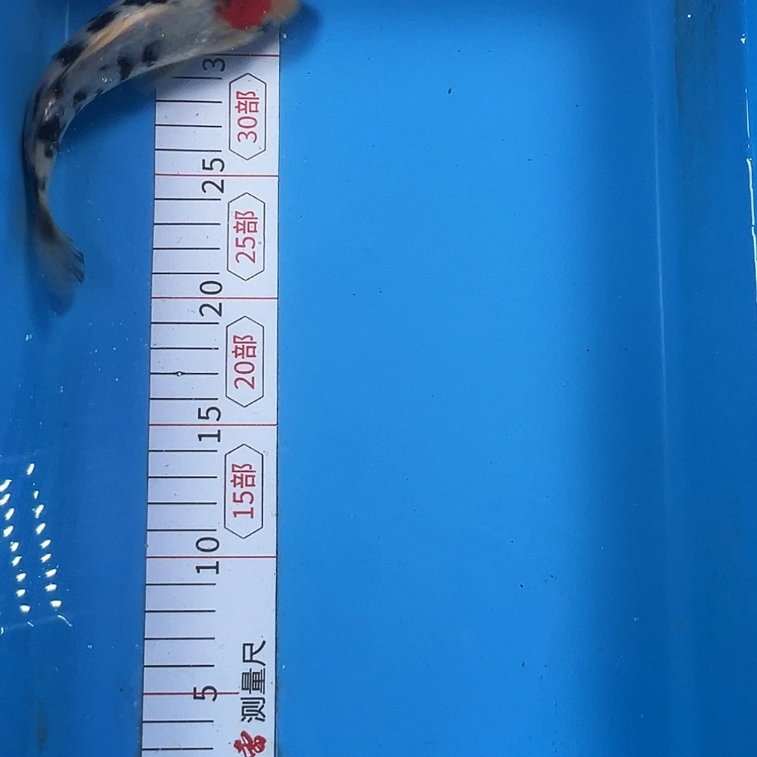 锦鲤鑫泓锦鲤养殖