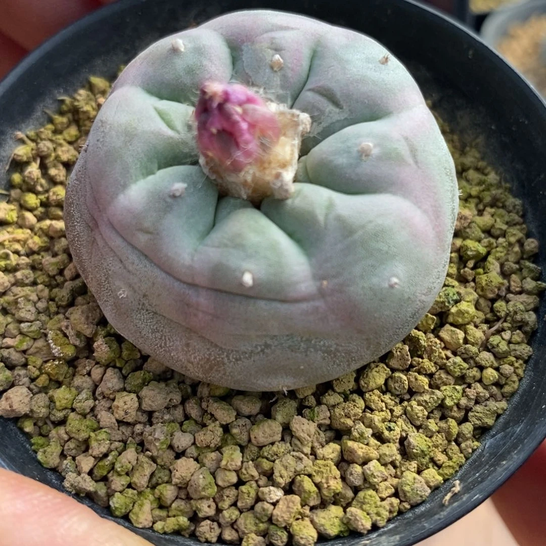 L****?无刺仙人球开花了吗