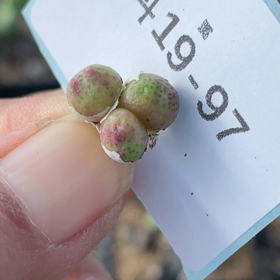 19-97草莓斑马肉锥