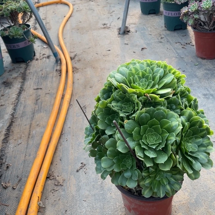 34翡翠琉璃多肉多肉植物多肉多肉