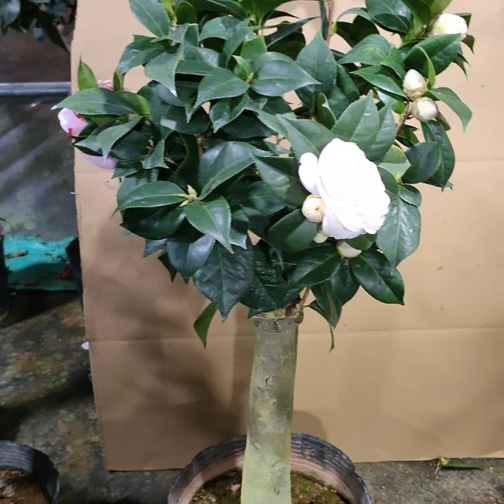 羊**依212五色，白虎，原盆原土发货