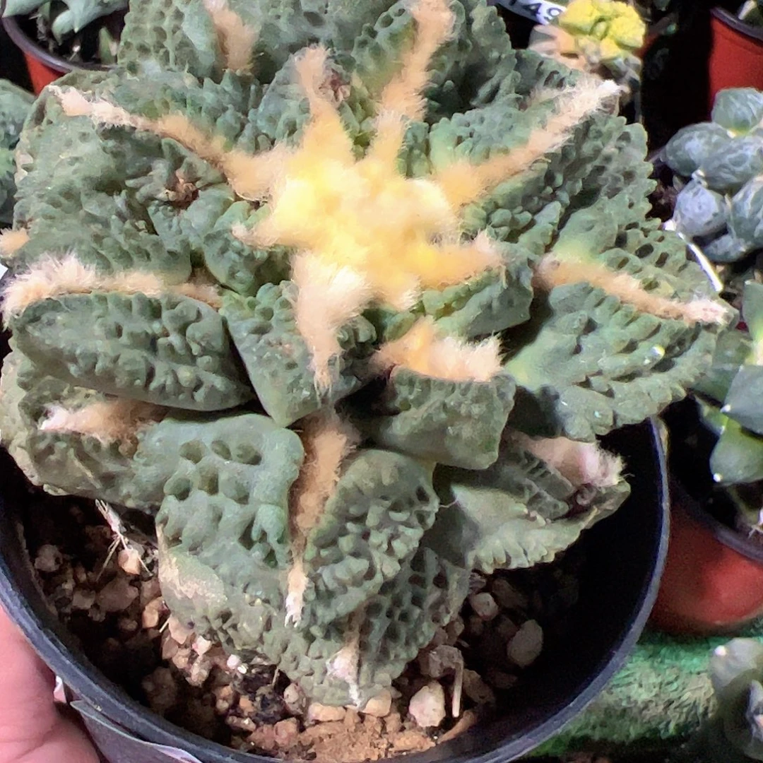 无花朵福利龟甲牡丹121