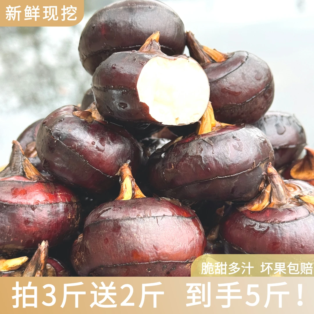 广西桂林水果马蹄 新鲜现挖 清甜爽口