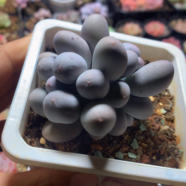 米可奶多肉一物一拍