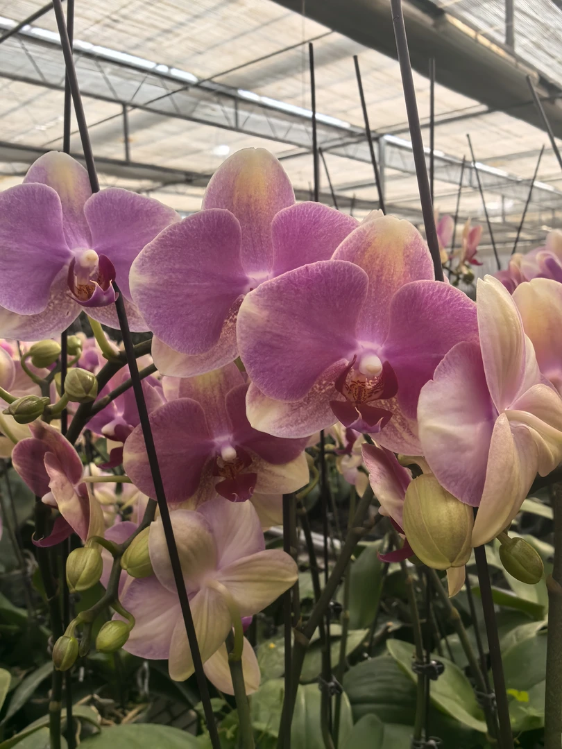 蝴蝶兰多彩蜜桃3.5寸苗1株