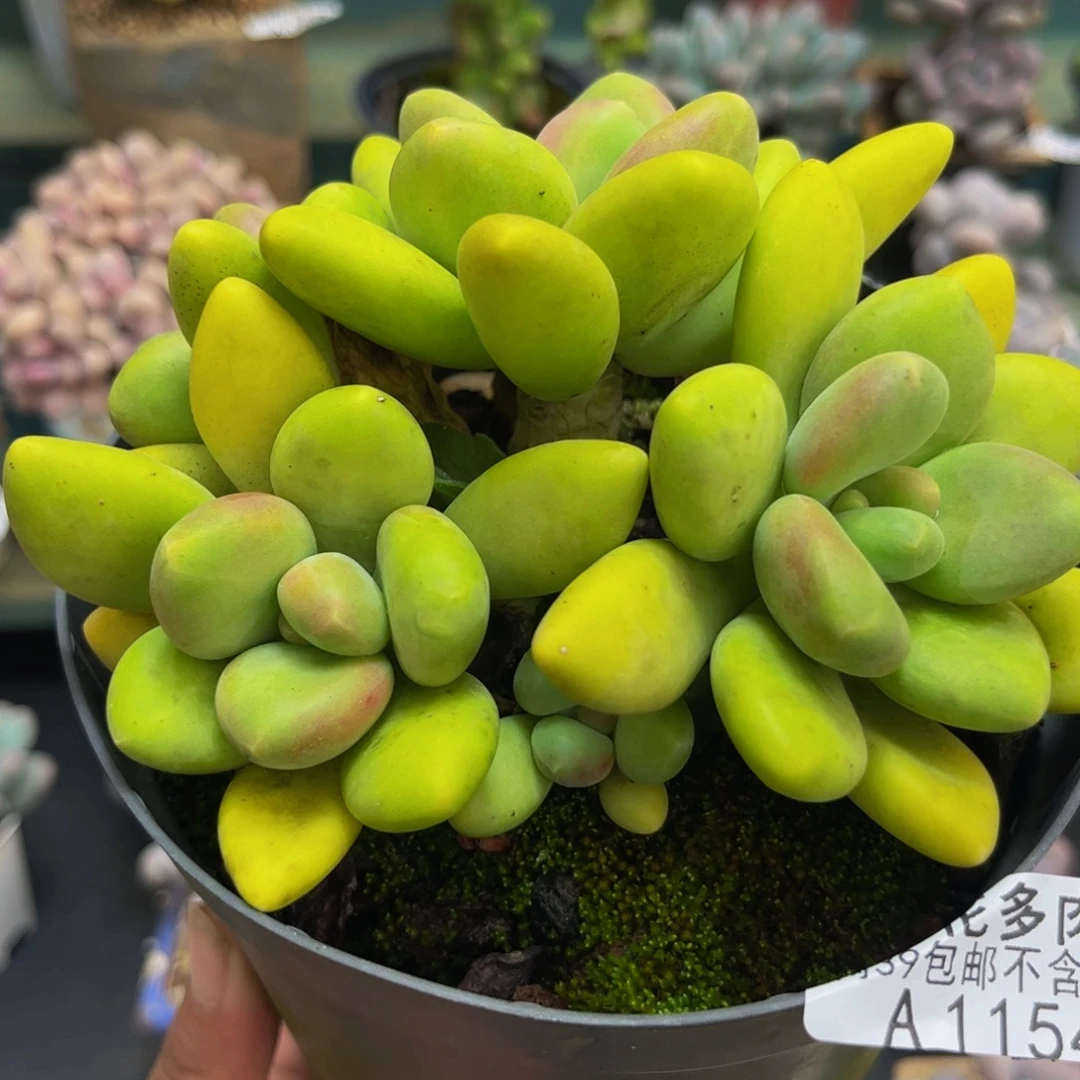 1154芒果奶12cm多肉