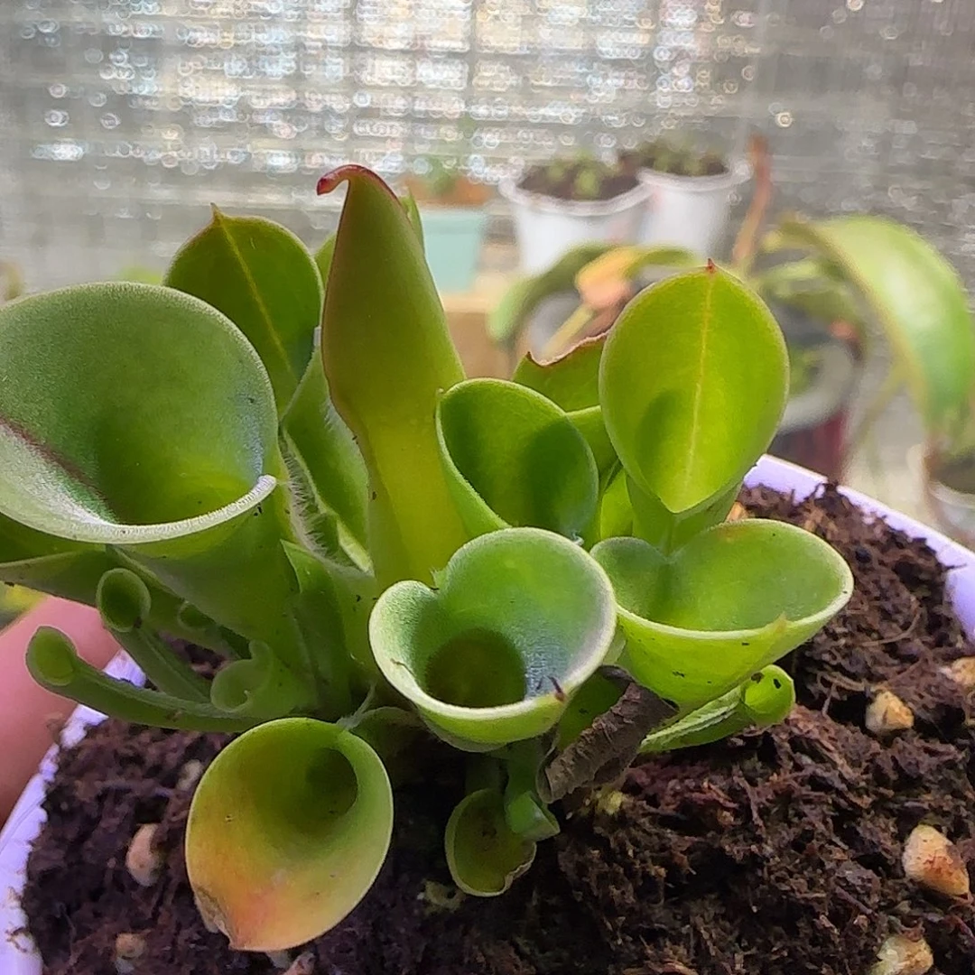 无花朵专拍小太阳
