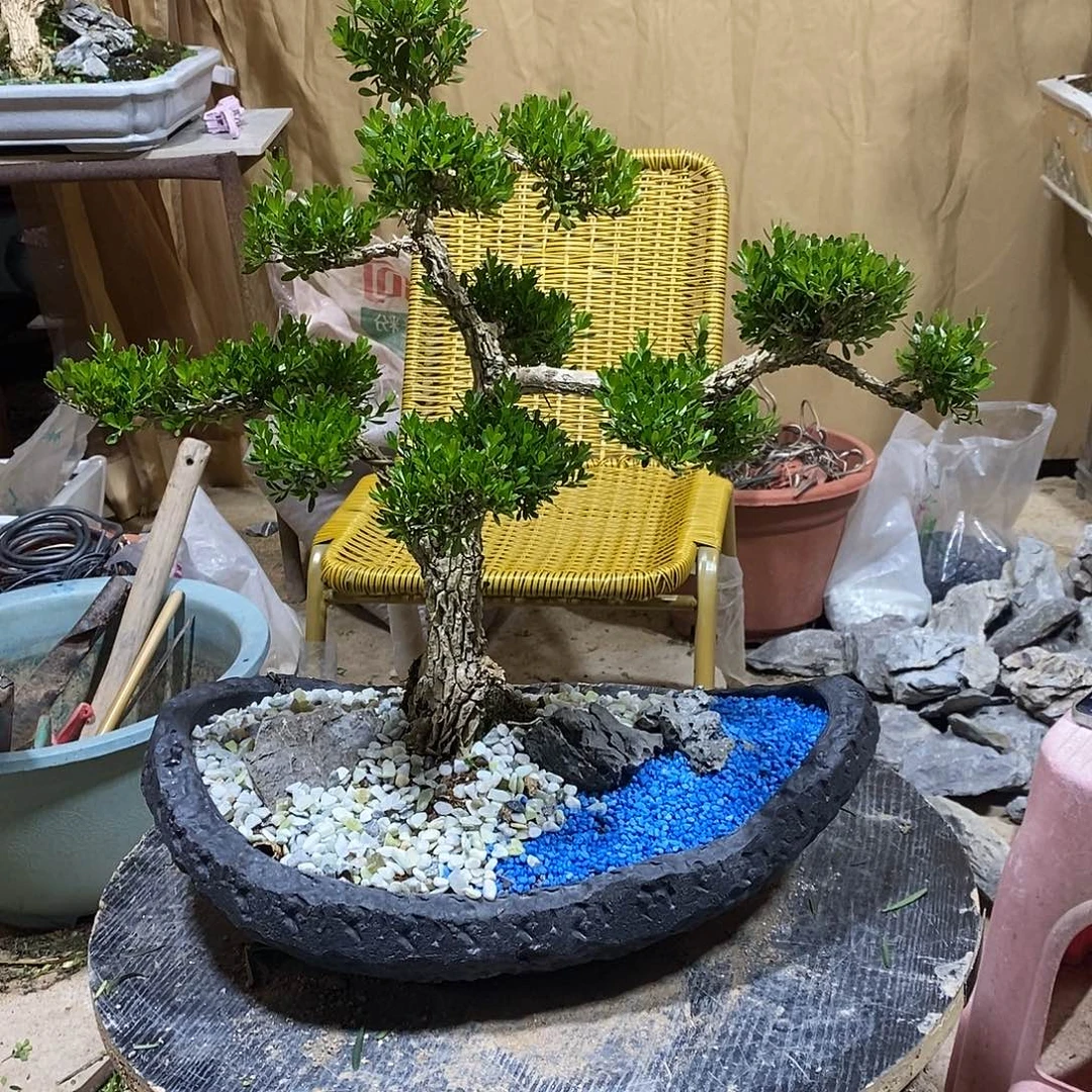 当前无花朵，栽培后可花朵