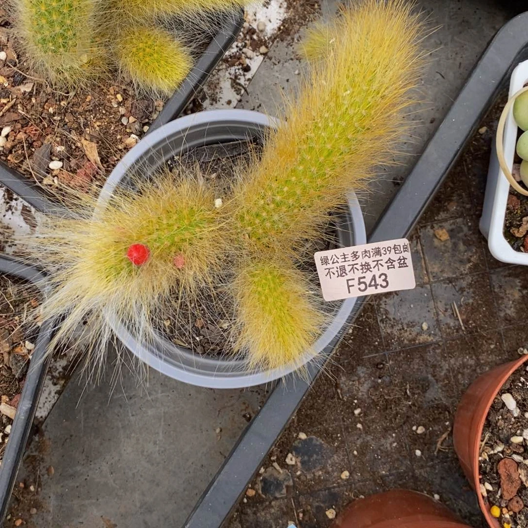 甜*九尾狐543/10cm福利