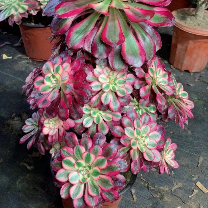 37香奈儿多肉111111