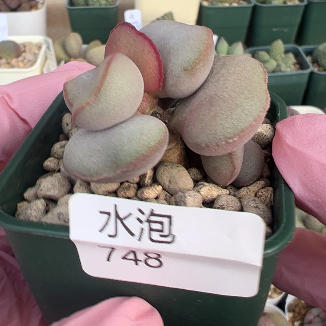 748老桩子红蛋一颗