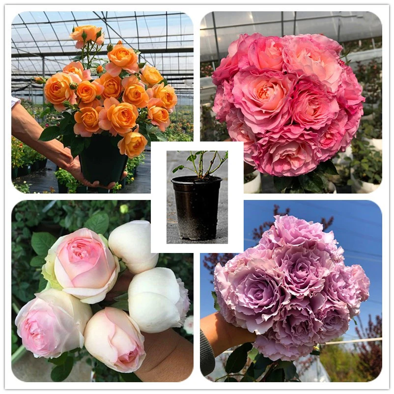 混苗|月季小苗 虞城园艺豆妈 四季开花饱满分叉开花多分枝性好