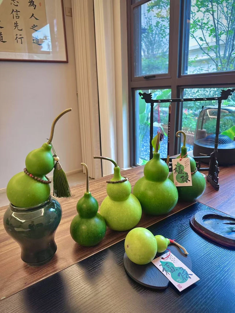 【云南新鲜绿宝石葫芦绿色】中式绿植刮皮变黄新鲜葫芦葫芦摆件客厅