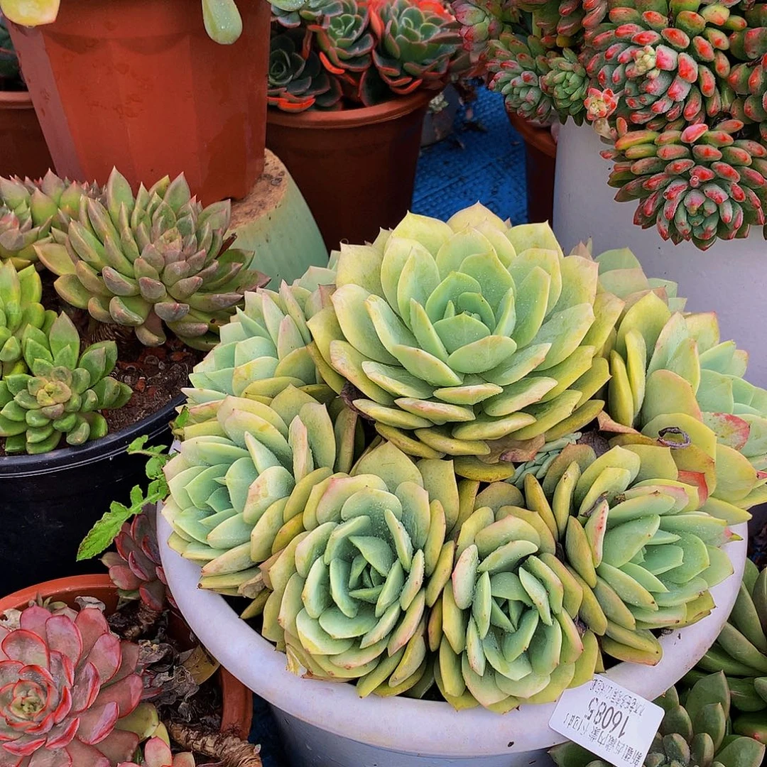 唯***一    恋曲多肉16085