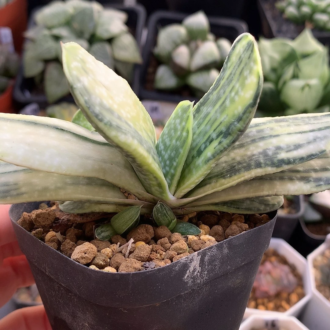 糊斑子宝锦带盆土发货，tuj