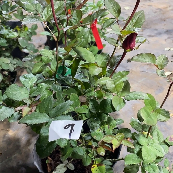 少量花朵（建议范围：2朵-5朵 或40%以下）9马萨拉蒂