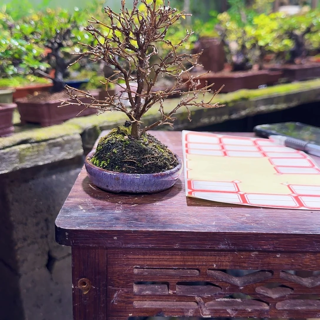 A***n无花朵1111111211111