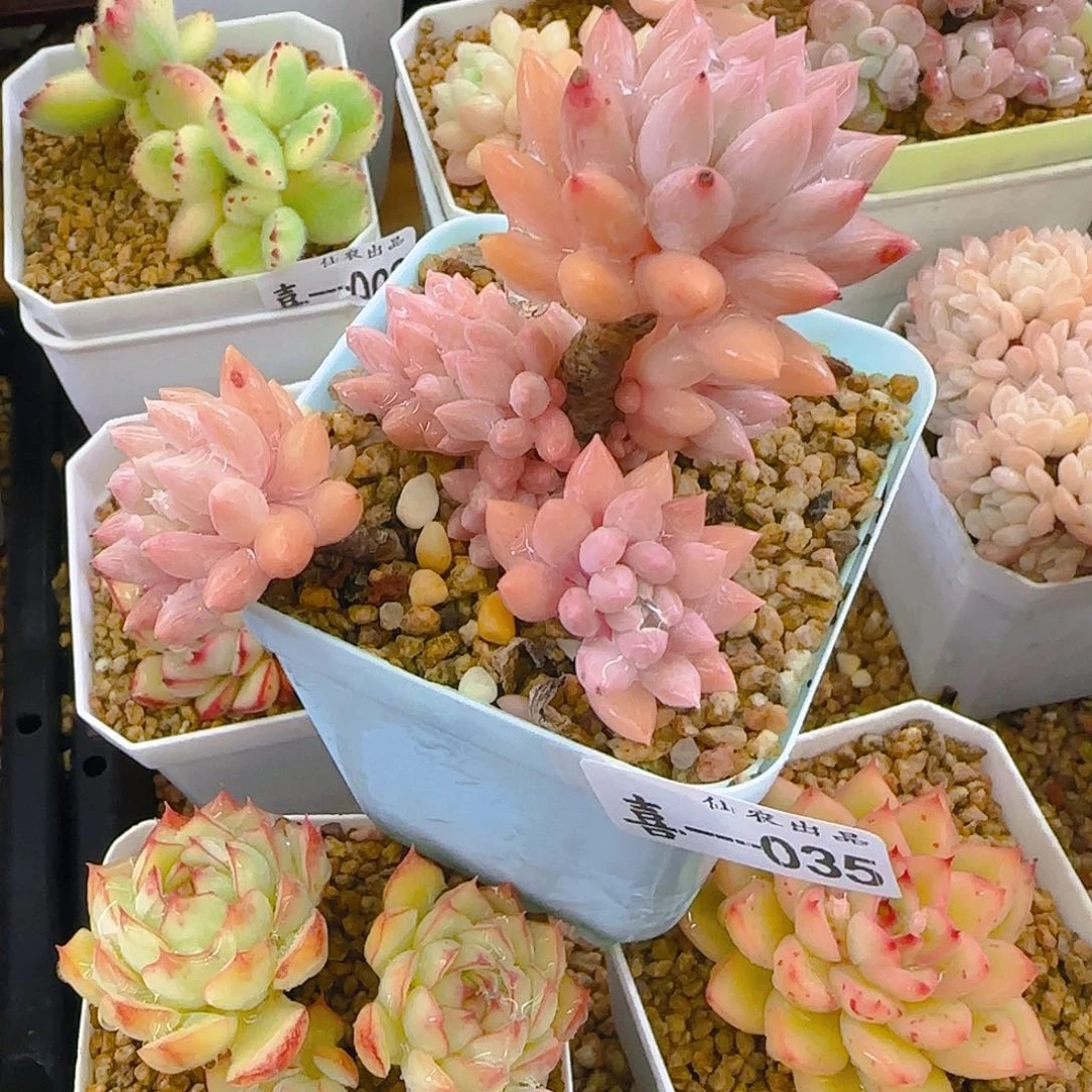 阿紫，035、仙农出品