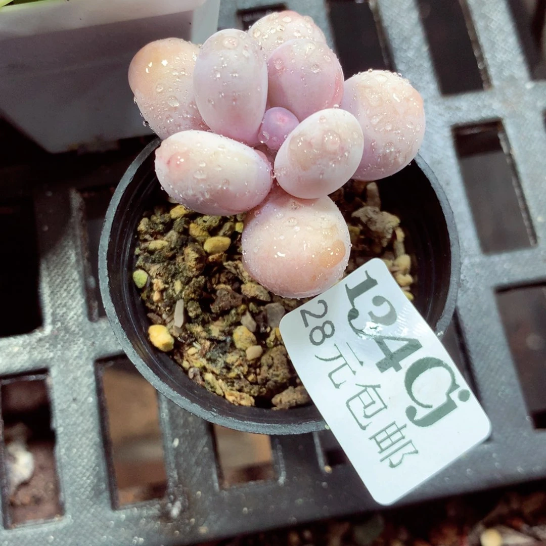 5厘米盆精控多肉134