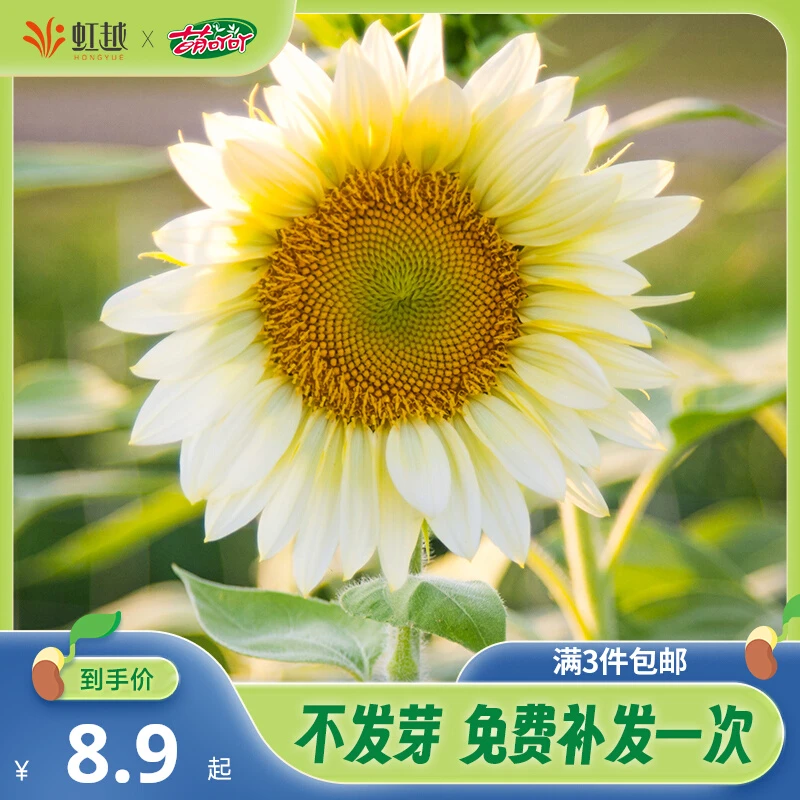 花彩萌吖吖向日葵花种子阳台盆栽室外庭院花园造景春夏播花卉种籽