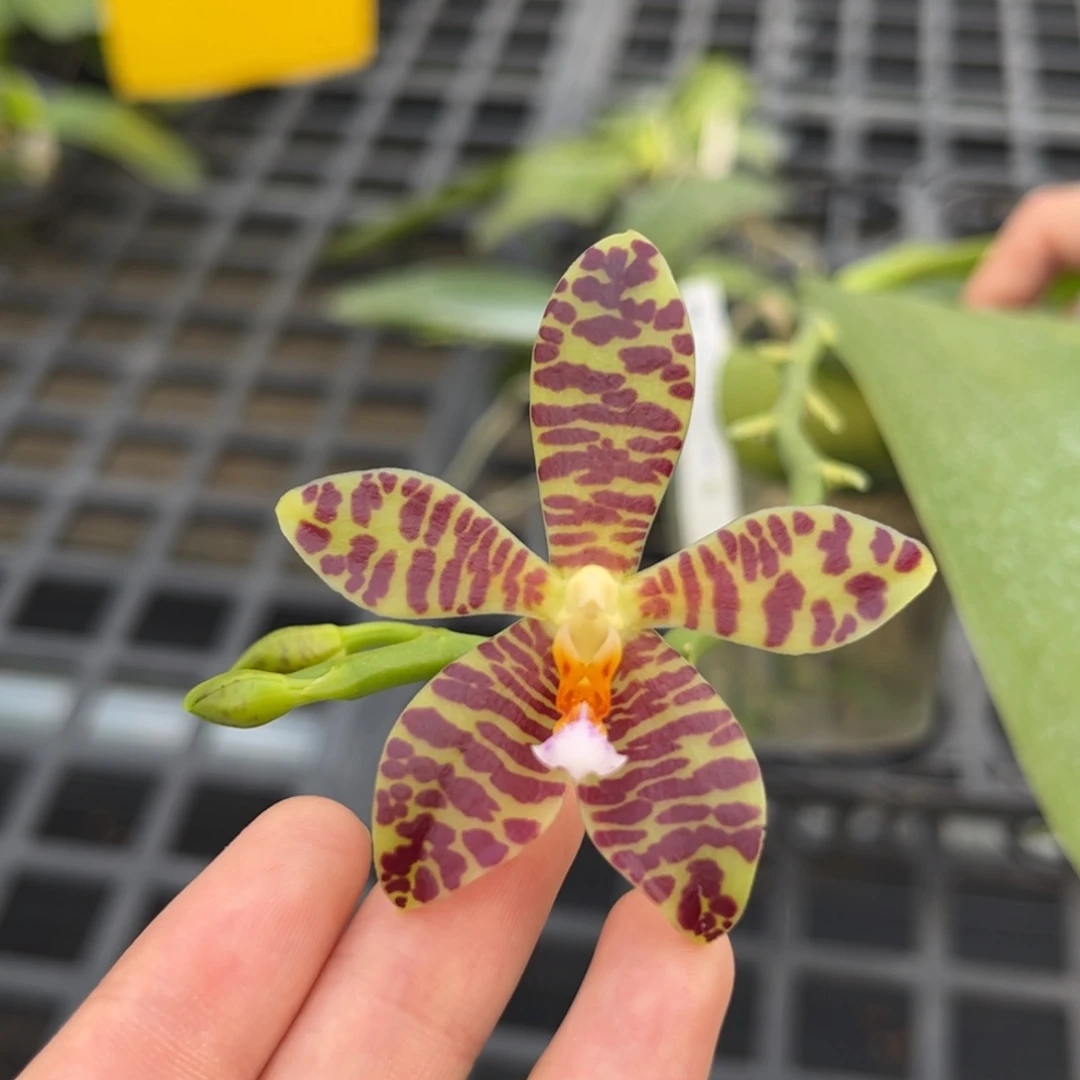 完全开放2.5寸22jz开花株