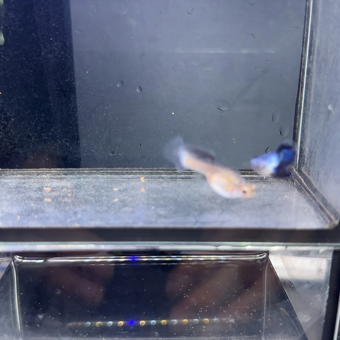 孔雀鱼大耳熊猫一对