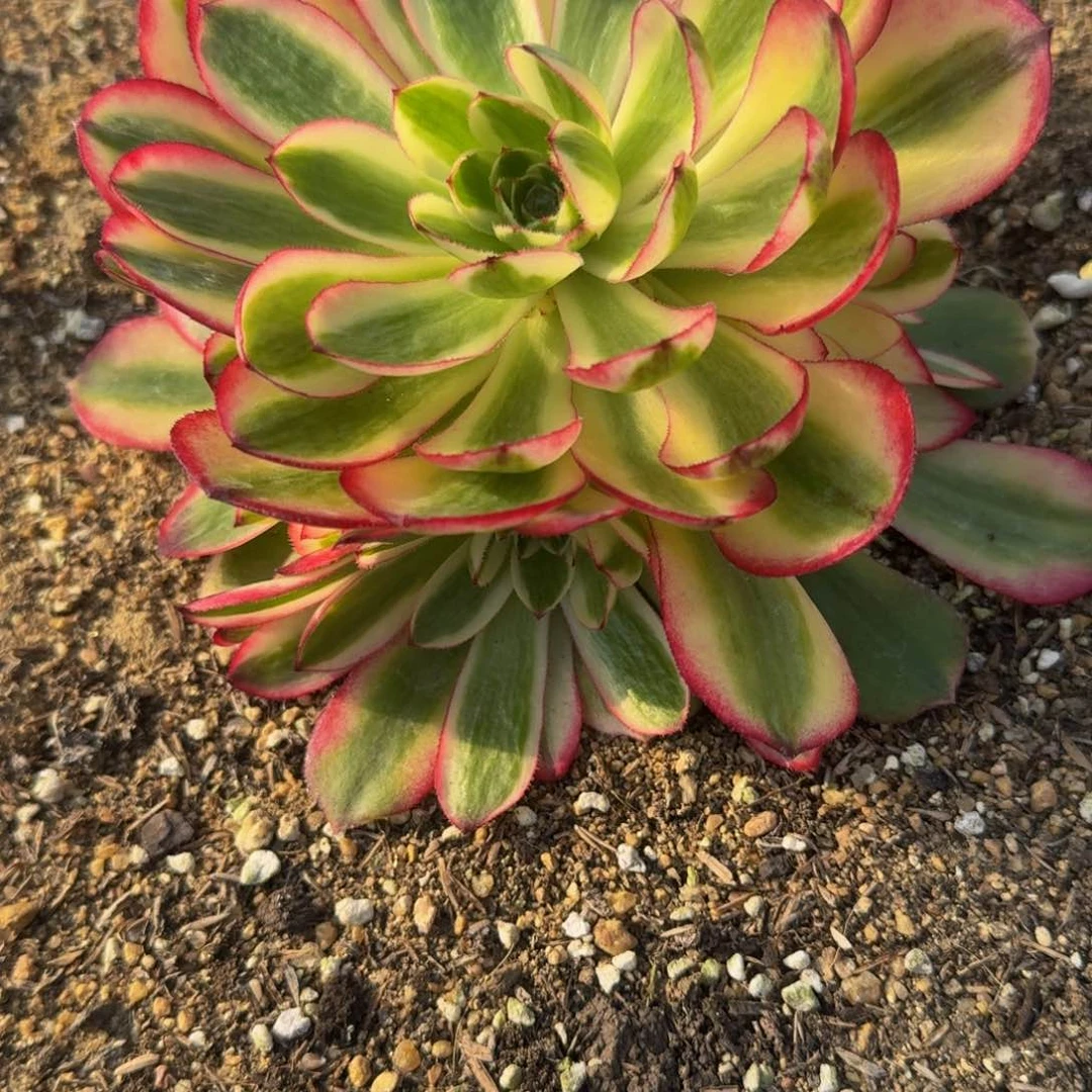 姝**麻463荔枝。多肉植物