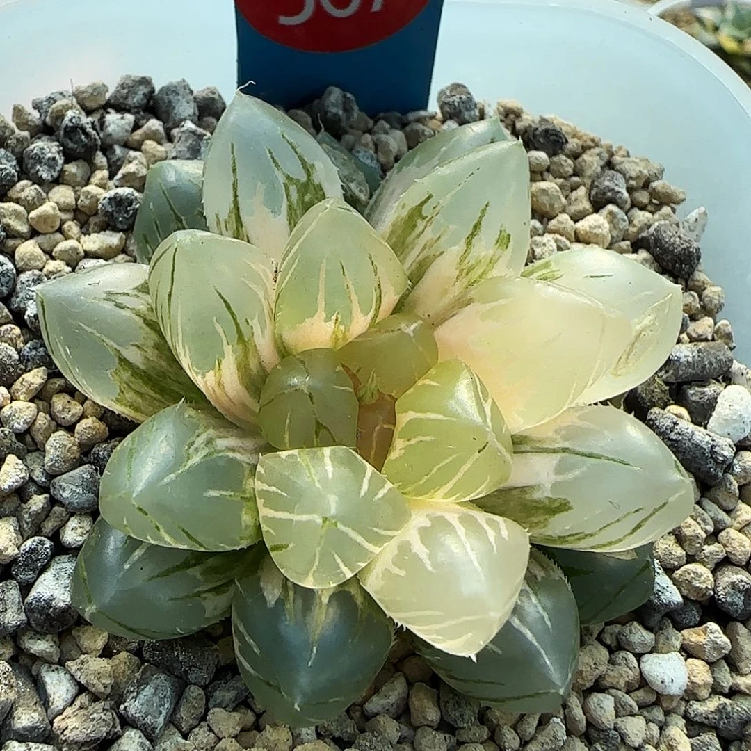 367号OM玉露锦一物一拍带盆土