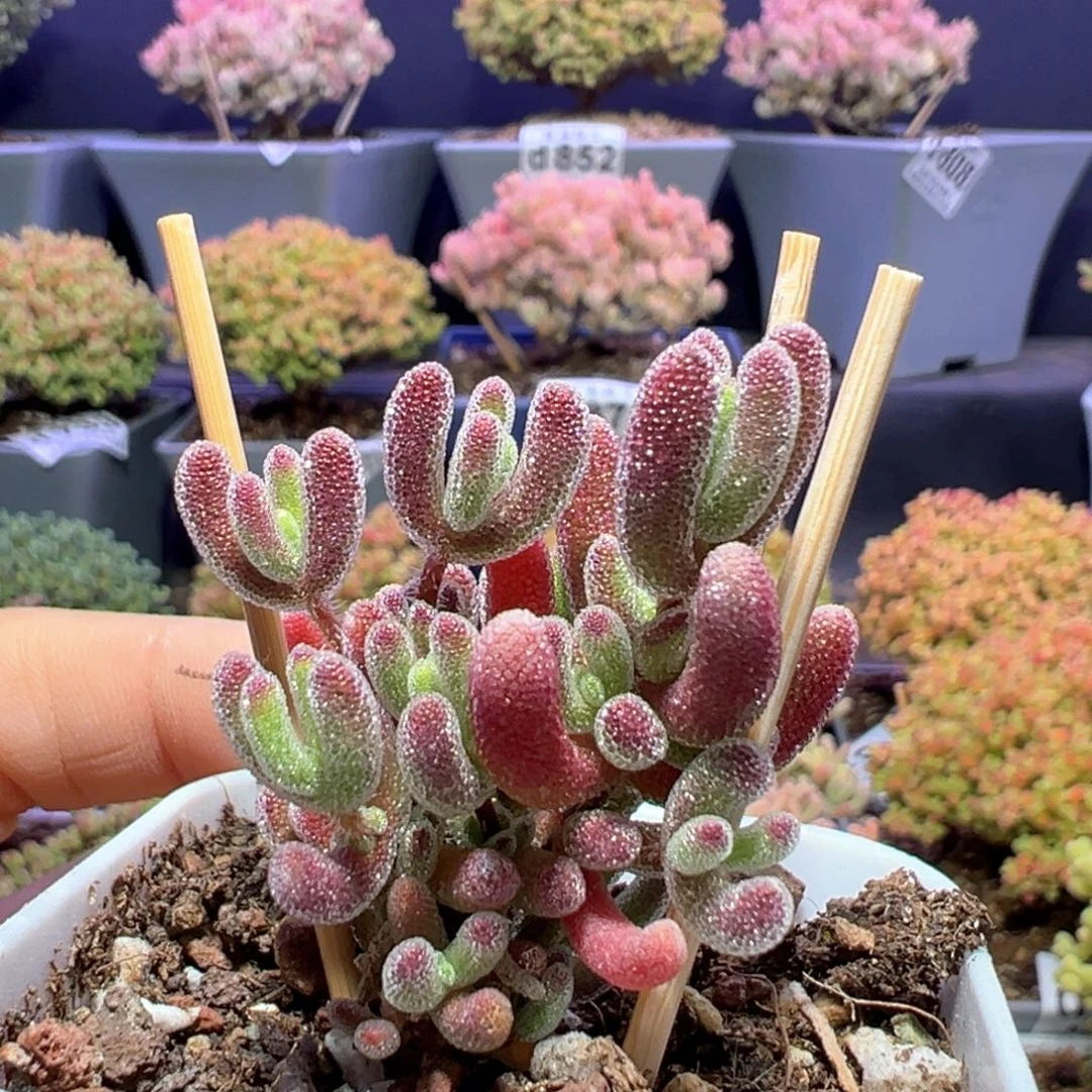 d890实生晶荧枝干番杏