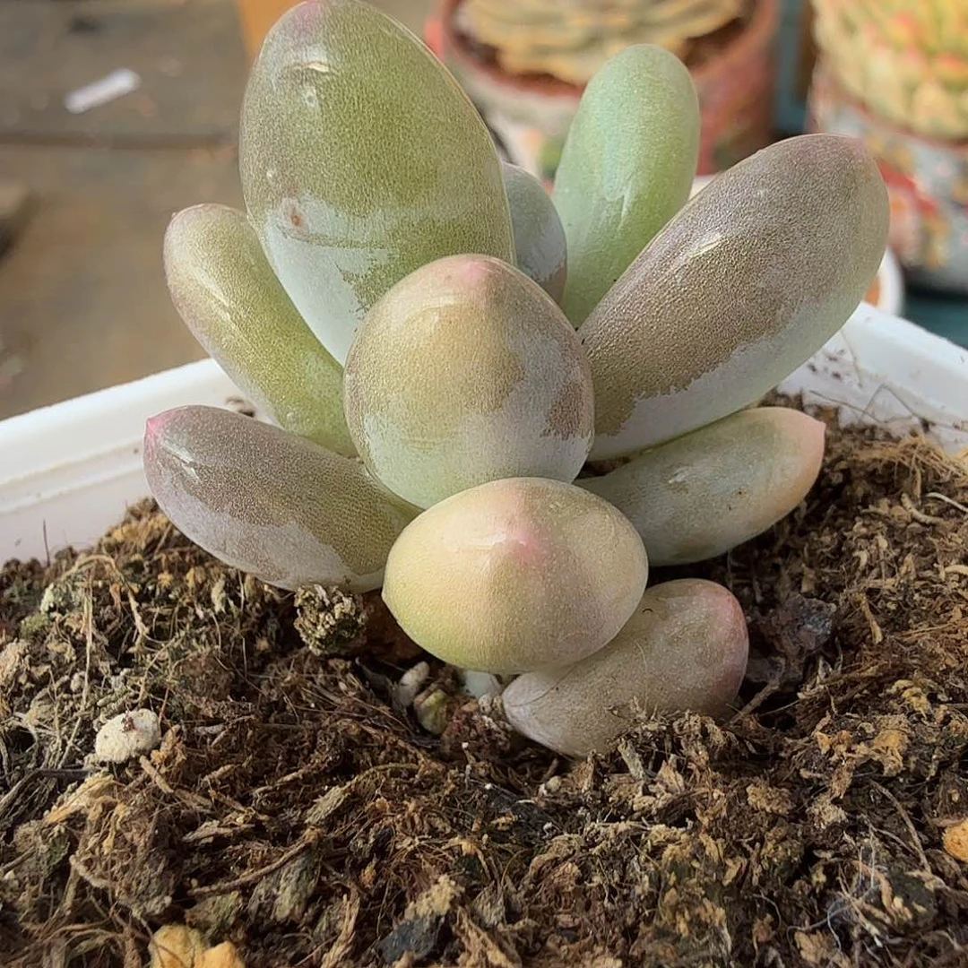 奶酪锦，多肉植物