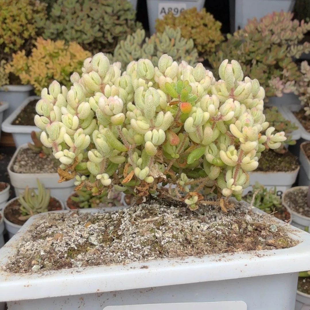 A238红宝石了锦枝干