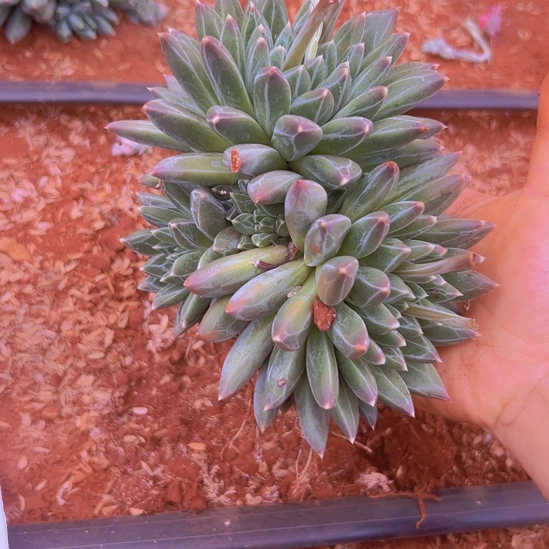 多肉美人系编号003