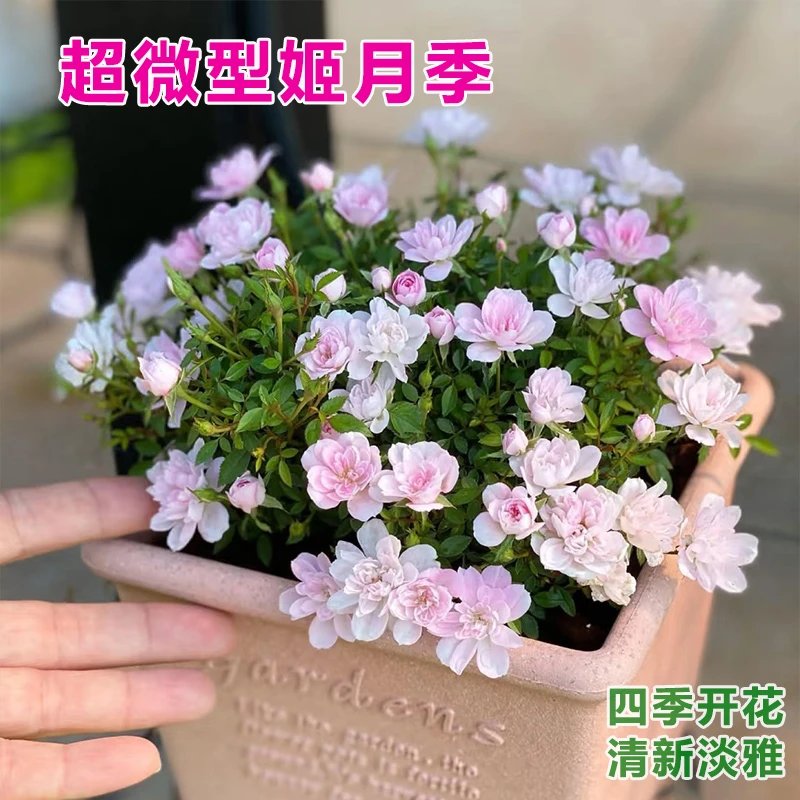 【带花苞四季开花】姬乙女迷你超微型姬月季盆栽花卉室内须惠姬玫瑰