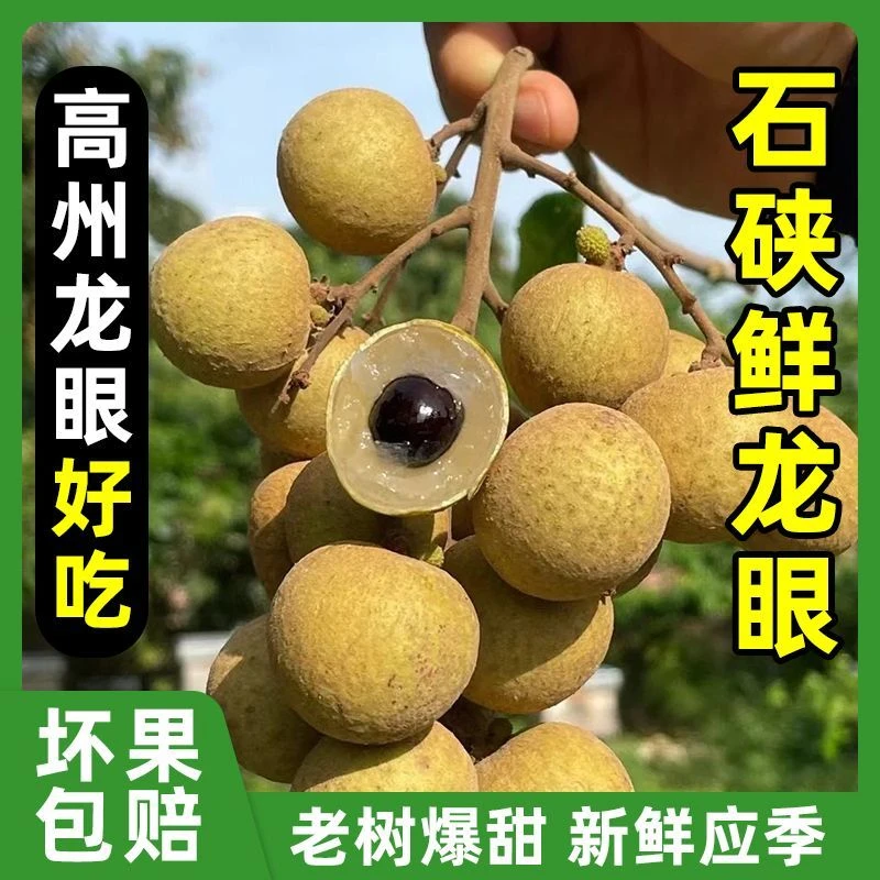 广东高州新鲜石硖龙眼现摘现发清甜多汁当季水果
