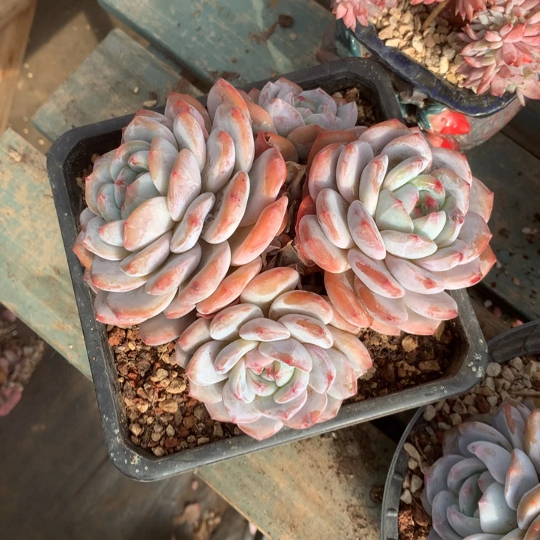 无花朵哈哈哈哈哈哈哈哈哈26