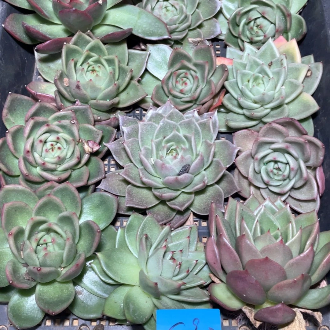 一筐特价福利不售后多肉2913